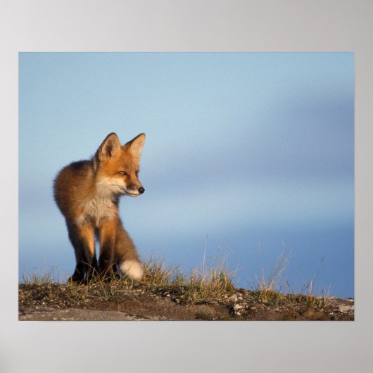 red fox, Vulpes vulpes ポスター (正面)