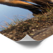 red fox, Vulpes vulpes, in the 1002 area of ポスター (角)