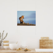 red fox, Vulpes vulpes, in the 1002 area of ポスター (キッチン)