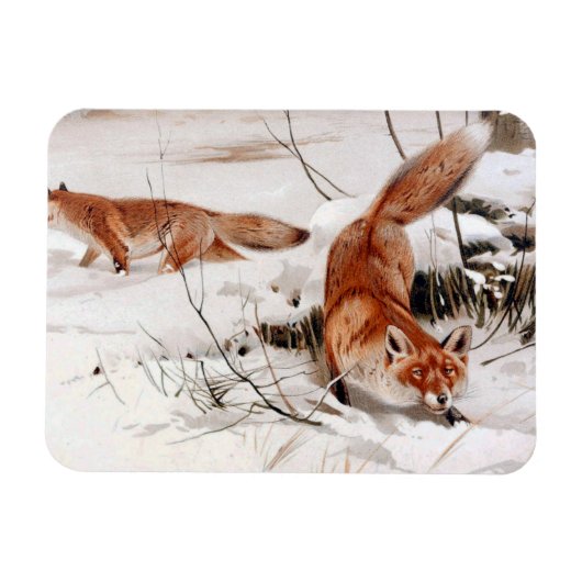 Red Foxes in the Winter Snow (by Wilhelm Kuhnert) マグネット (横)
