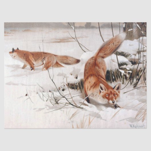 Red Foxes in the Winter Snow (by Wilhelm Kuhnert) 薄葉紙 (正面)