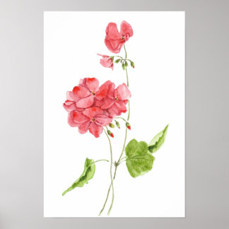 red geranium watercolour flowers  ポスター
