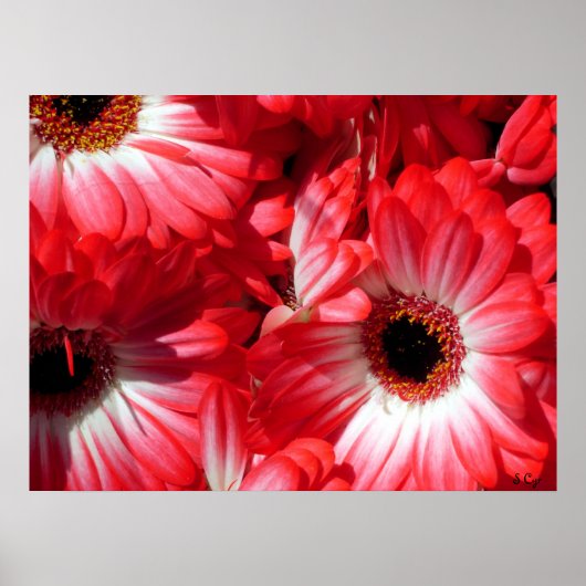 Red Gerberas Poster、S Cyr ポスター (正面)