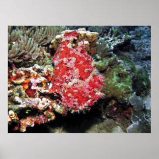 Red Giant Frogfish ポスター