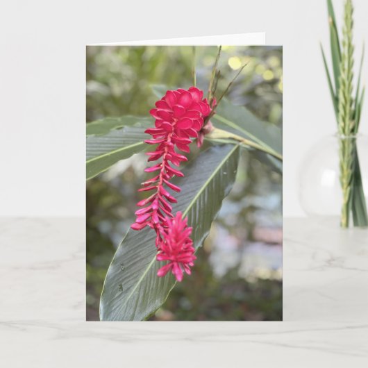 Red Gingerノートカード()  招待状 (正面)