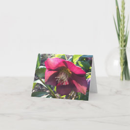 Red Helleborus (Lentenバラ)カード(空白の) サンキューカード