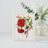 Red Hibiscus Flower Botanical Drawing ポストカード (スタンド正面)