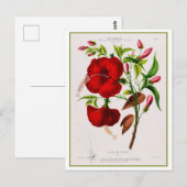 Red Hibiscus Flower Botanical Drawing ポストカード (正面/裏面)