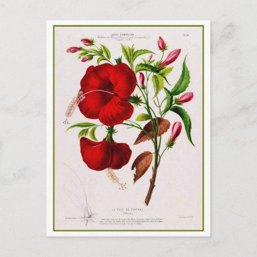 Red Hibiscus Flower Botanical Drawing ポストカード (正面)