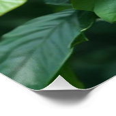 Red Hibiscus Flower Photography Design-43698 ポスター (コーナー)