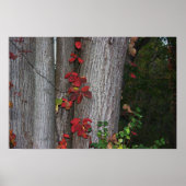 Red Ivy on Treeポスター ポスター (正面)