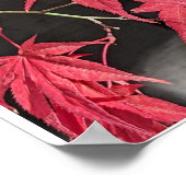 Red Japanese Maple Leaf Shadows ポスター (角)