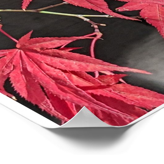 Red Japanese Maple Leaf Shadows ポスター (角)