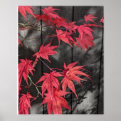 Red Japanese Maple Leaf Shadows ポスター (正面)