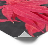 Red Japanese Maple Leaves Botancial ポスター (角)