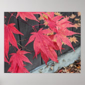 Red Japanese Maple Leaves Botancial ポスター (正面)