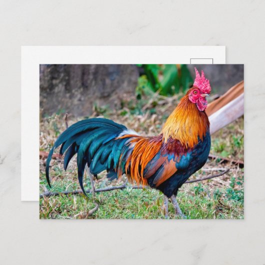 Red junglefowl ポストカード (正面/裏面)