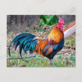 Red junglefowl ポストカード (正面)