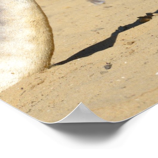 Red kangaroo on sand holiday  ポスター (角)