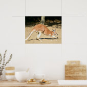 Red kangaroo on sand holiday  ポスター (キッチン)