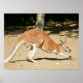 Red kangaroo on sand holiday  ポスター (正面)