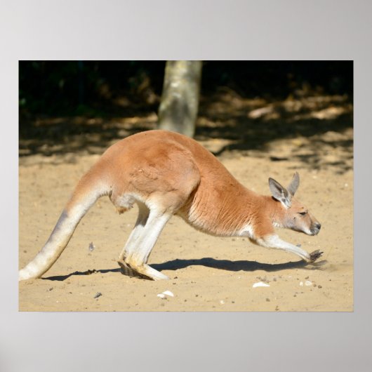 Red kangaroo on sand holiday  ポスター (正面)