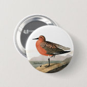 Red Knot by Audubon, Sandpiper Birdwatcher, Bird 缶バッジ (正面&裏面)