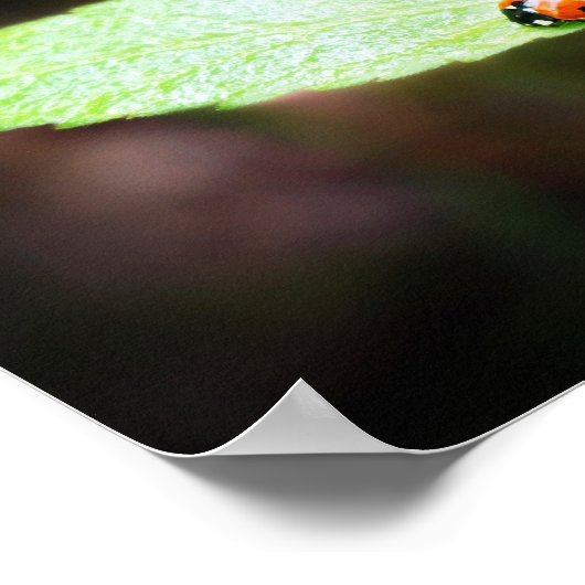 Red Lady Bug Close Up in自然撮影 ポスター (角)