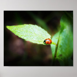 Red Lady Bug Close Up in自然撮影 ポスター
