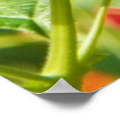 RED LANTANAポスター ポスター (角)