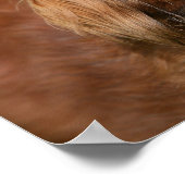 Red Long-haired Miniature Dachshund ポスター (角)