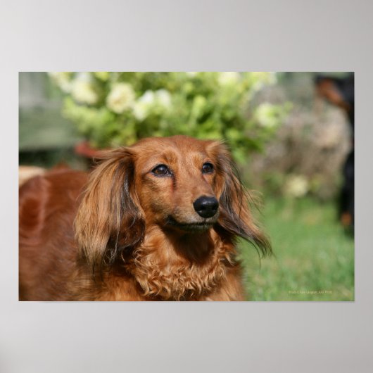 Red Long-haired Miniature Dachshund ポスター (正面)