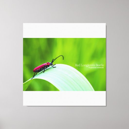 Red Longicorn Beetle and green background キャンバスプリント (正面)