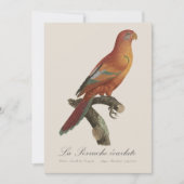 Red Lory or Eos Bornea, Trichoglossus borneus サンキューカード (正面)