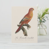 Red Lory or Eos Bornea, Trichoglossus borneus サンキューカード (スタンド正面)