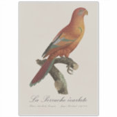 Red Lory or Eos Bornea, Trichoglossus borneus シール (正面)