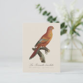 Red Lory or Eos Bornea, Trichoglossus borneus ポストカード (スタンド正面)