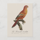 Red Lory or Eos Bornea, Trichoglossus borneus ポストカード (正面)