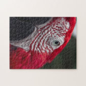 Red Macaw - HDフォトパズル ジグソーパズル (横)