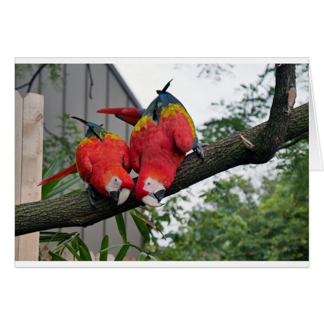 Red Macaws 1.JPG (正面横)