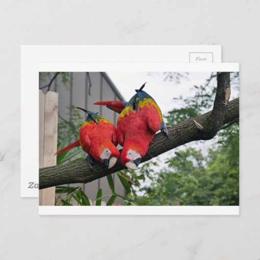 Red Macaws 1.JPG ポストカード (正面/裏面)