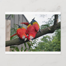 Red Macaws 1.JPG ポストカード