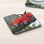Red Macaws 2.JPG コースター (左側)