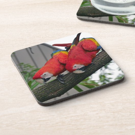 Red Macaws 2.JPG コースター (左側)