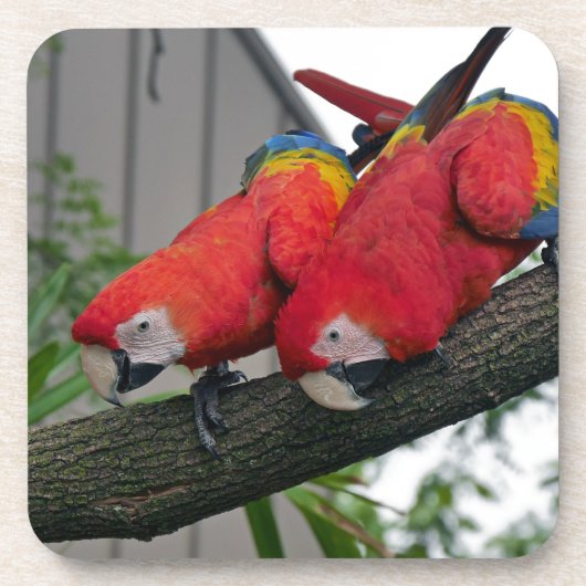 Red Macaws 2.JPG コースター (正面)