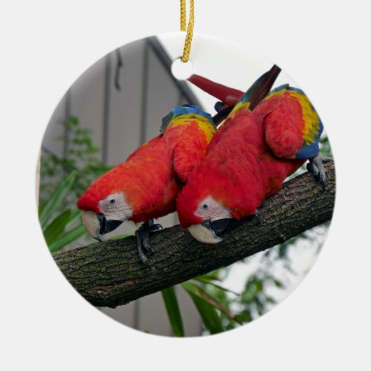 Red Macaws 2.JPG セラミックオーナメント (正面)