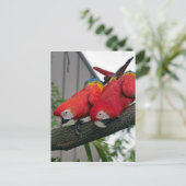 Red Macaws 2.JPG ポストカード (スタンド正面)