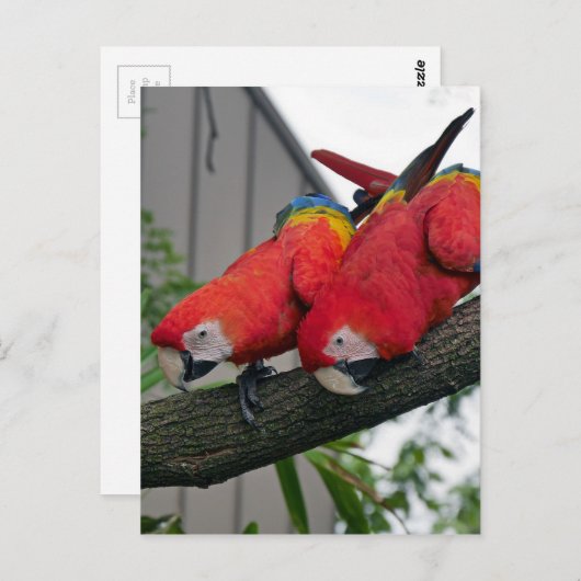 Red Macaws 2.JPG ポストカード (正面/裏面)