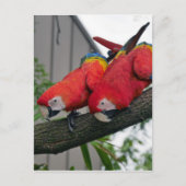 Red Macaws 2.JPG ポストカード (正面)