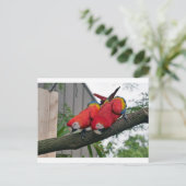 Red Macaws 2.JPG ポストカード (スタンド正面)